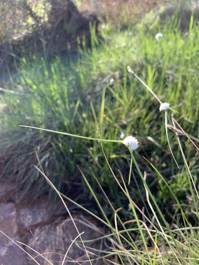 Cyperus ascocapensis, photographed by Dave Richardson