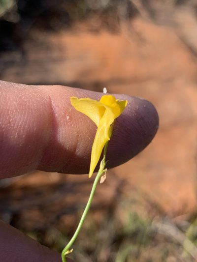 Utricularia prehensilis, photographed by Dave Richardson