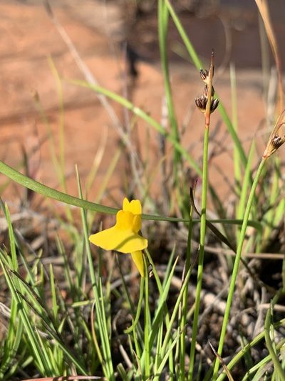 Utricularia prehensilis, photographed by Dave Richardson