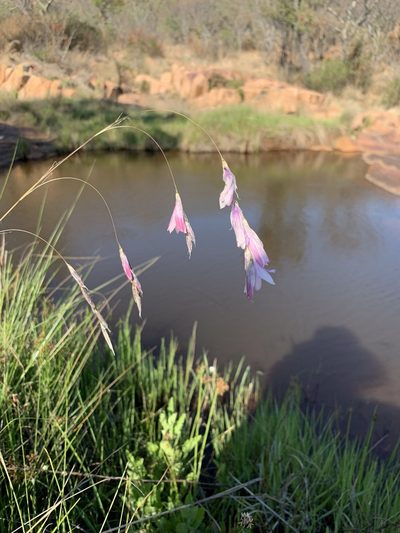 Dierama mossii, photographed by Dave Richardson