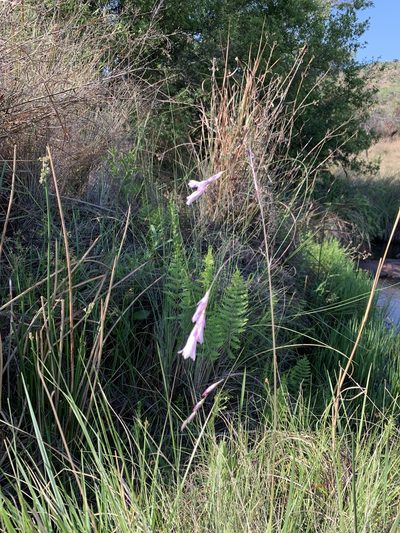 Dierama mossii, photographed by Dave Richardson