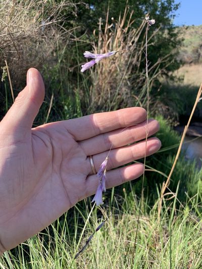 Dierama mossii, photographed by Dave Richardson