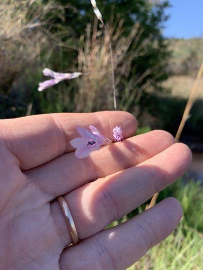 Dierama mossii, photographed by Dave Richardson