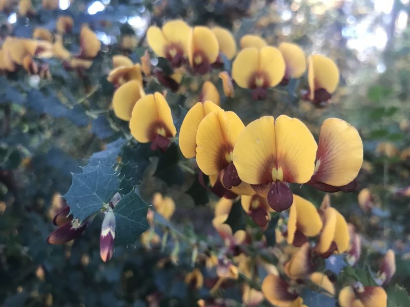 Bossiaea aquifolium, photographed by Ann Bentley