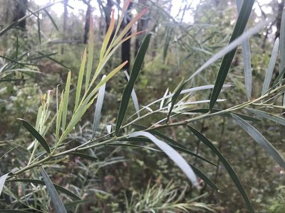 Acacia iteaphylla, photographed by Ann Bentley