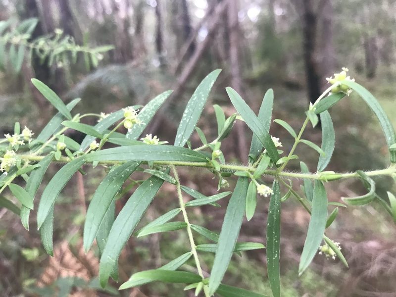 Pimelea clavata, photographed by Ann Bentley