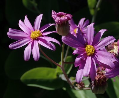 Othonna rosea, photographed by Peter Warren