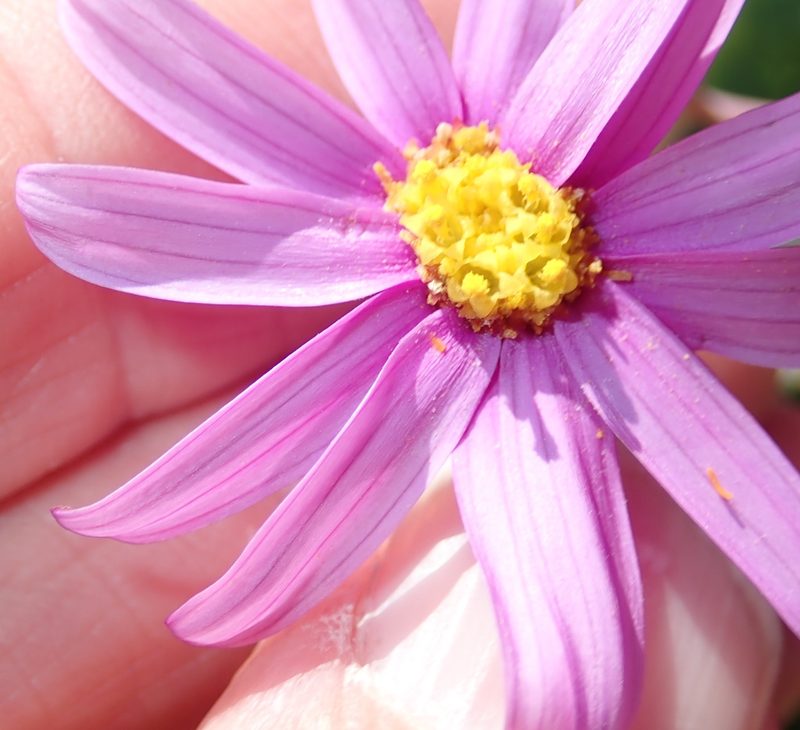 Othonna rosea, photographed by Peter Warren