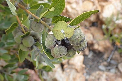 Euclea polyandra, photographed by Di Turner