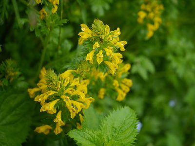 Corydalis govaniana, photographed by Dinesh Valke