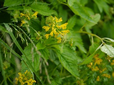 Corydalis govaniana, photographed by Dinesh Valke