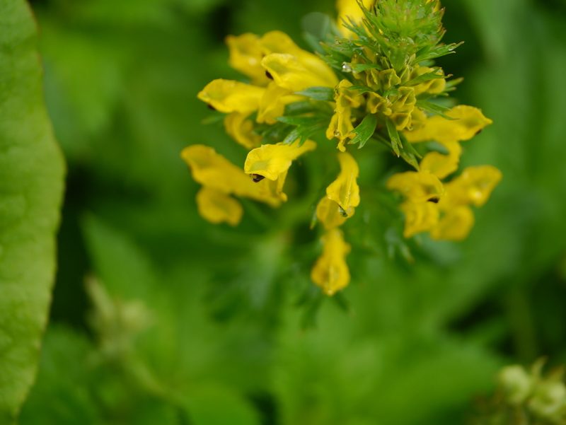 Corydalis govaniana, photographed by Dinesh Valke