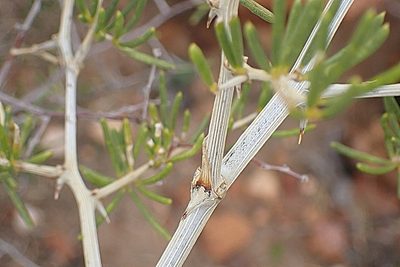 Asparagus lignosus, photographed by Di Turner