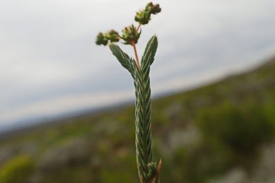 Psammotropha quadrangularis, photographed by Di Turner