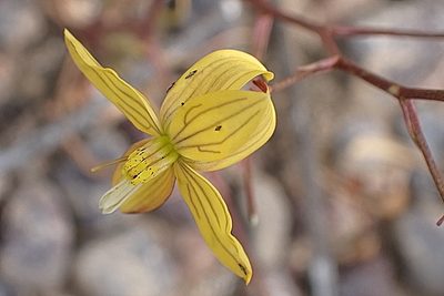 Cyanella lutea, photographed by Di Turner