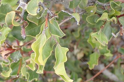Euclea undulata, photographed by Di Turner