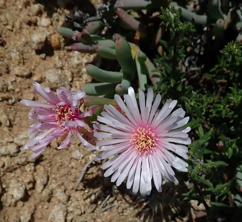 Ruschia goodiae, photographed by Peter Warren
