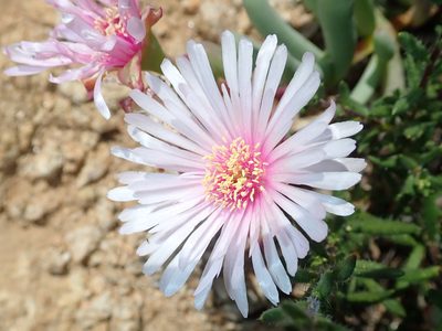 Ruschia goodiae, photographed by Peter Warren