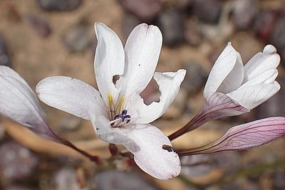 Tritonia pallida, photographed by Di Turner