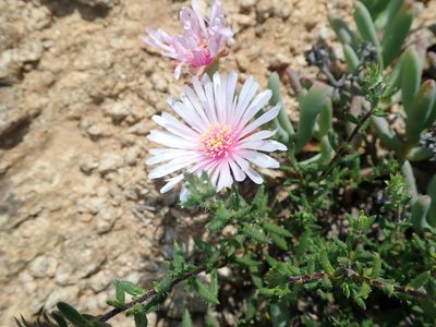Ruschia goodiae, photographed by Peter Warren