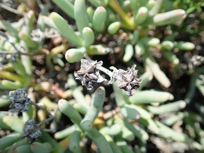 Ruschia goodiae, photographed by Peter Warren
