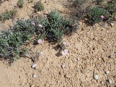 Ruschia goodiae, photographed by Peter Warren