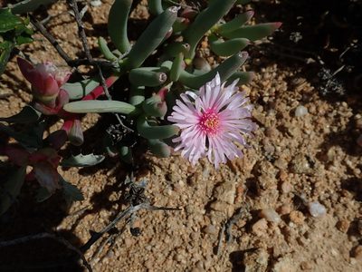 Ruschia goodiae, photographed by Peter Warren
