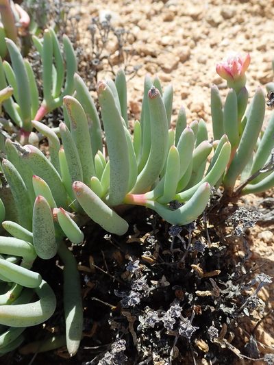 Ruschia goodiae, photographed by Peter Warren