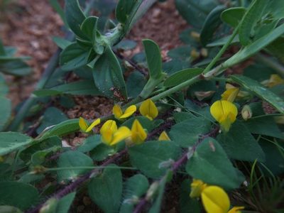 Crotalaria hebecarpa, photographed by Swarochi Tathagath