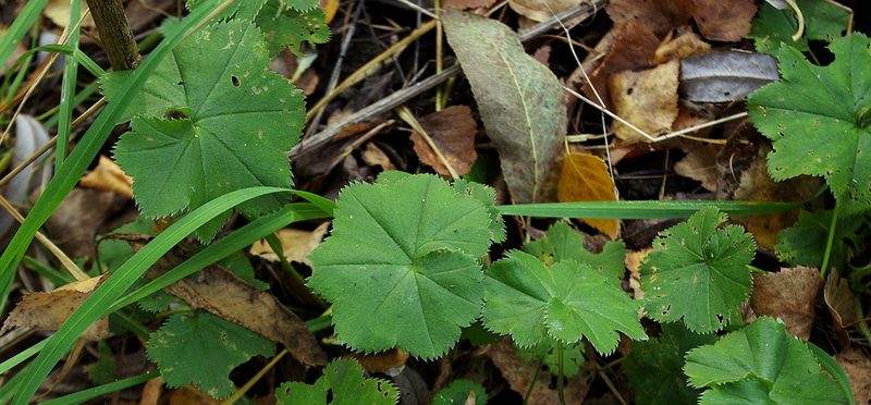 Alchemilla heptagona, photographed by Георгий Виноградов (Georgy Vinogradov)