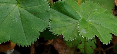 Alchemilla heptagona, photographed by Георгий Виноградов (Georgy Vinogradov)
