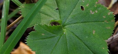 Alchemilla heptagona, photographed by Георгий Виноградов (Georgy Vinogradov)