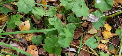 Alchemilla heptagona, photographed by Георгий Виноградов (Georgy Vinogradov)