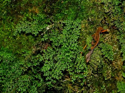 Hymenophyllum fujisanense, photographed by Jacy Chen