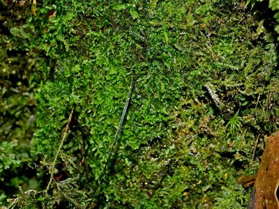 Hymenophyllum fujisanense, photographed by Jacy Chen
