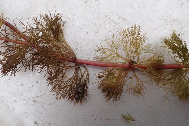 Bidens beckii, photographed by Rob Foster
