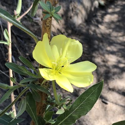 Oenothera elata, photographed by Marc Whitaker