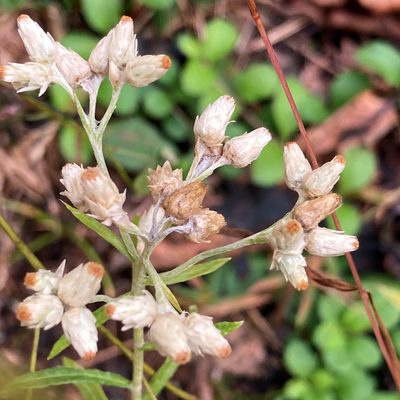 Pseudognaphalium obtusifolium, photographed by Allen Browne