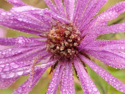 Symphyotrichum novae-angliae, photographed by Samuel A Schmid, PhD, PWS