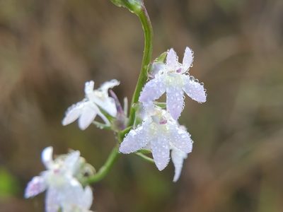 Lobelia spicata, photographed by Samuel A Schmid, PhD, PWS