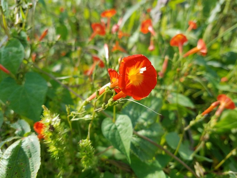 Ipomoea coccinea, photographed by Leila Dasher
