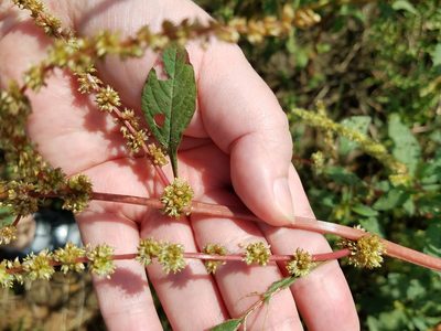 Amaranthus spinosus, photographed by Leila Dasher