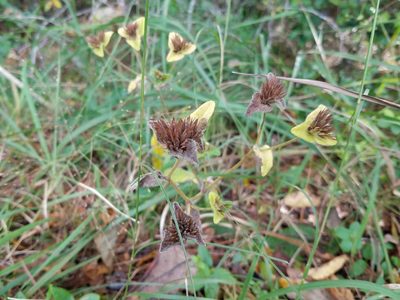 Elephantopus tomentosus, photographed by Leila Dasher