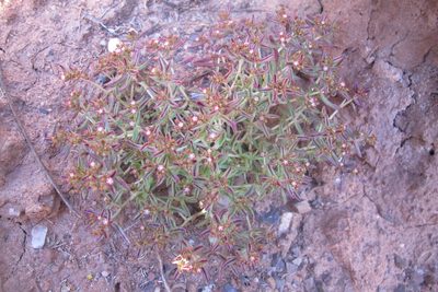 Crassula expansa, photographed by James Deacon