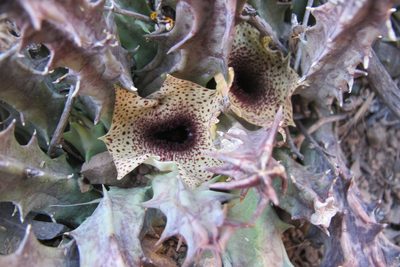 Huernia barbata, photographed by James Deacon
