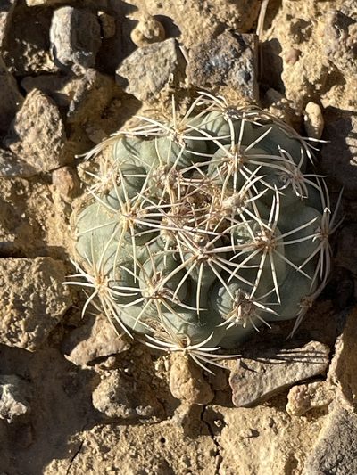 Sclerocactus mesae-verdae, photographed by Bobby McCabe