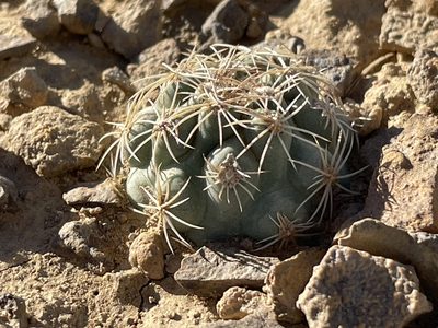 Sclerocactus mesae-verdae, photographed by Bobby McCabe