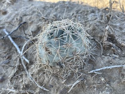 Sclerocactus mesae-verdae, photographed by Bobby McCabe