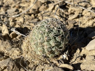 Sclerocactus mesae-verdae, photographed by Bobby McCabe