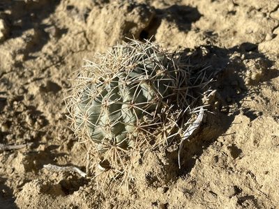 Sclerocactus mesae-verdae, photographed by Bobby McCabe